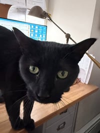 Pip - Photo 4