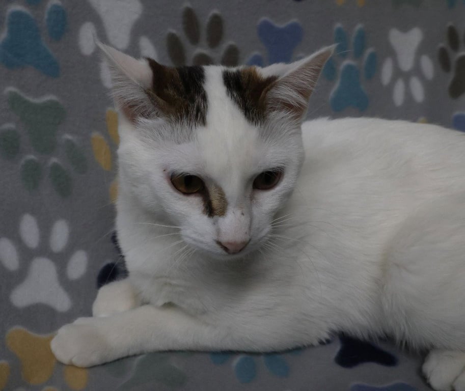 Stella Image