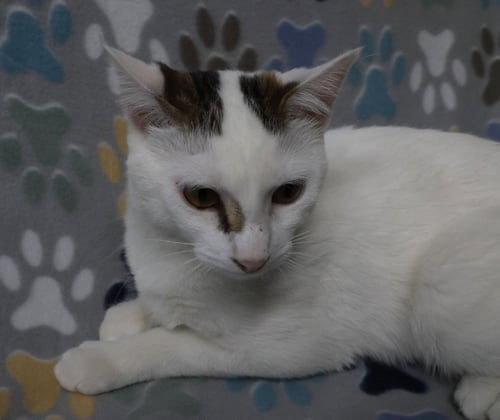 STELLA - Domestic Short Hair available for adoption