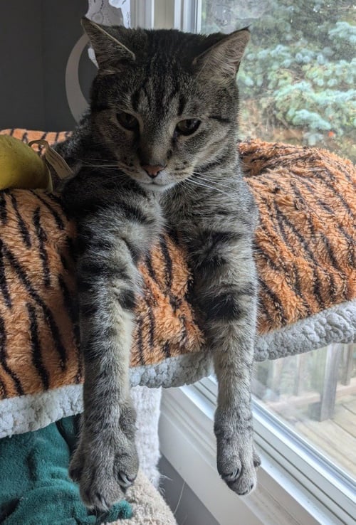 DOBBY - Domestic Short Hair available for adoption