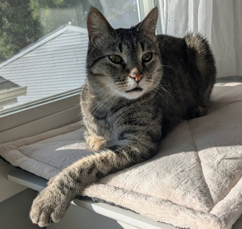 DOBBY - Domestic Short Hair available for adoption