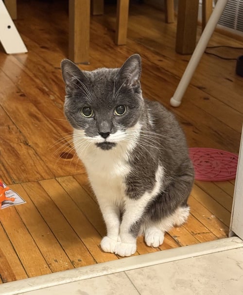 FLORENCE - Domestic Short Hair available for adoption
