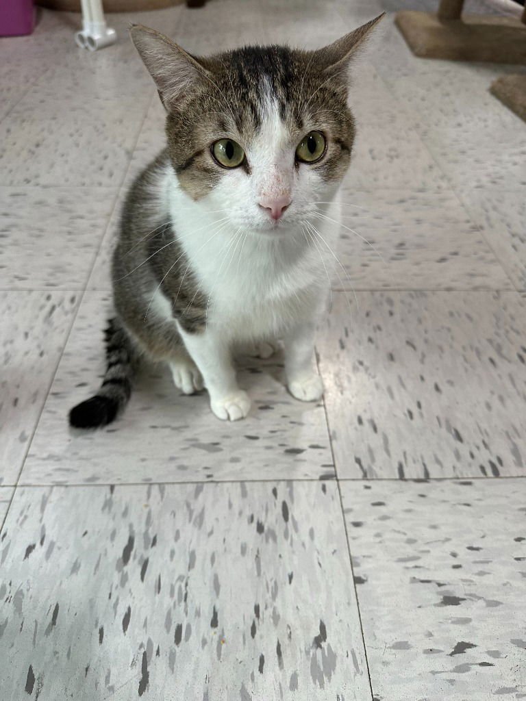 QUINCY - Domestic Short Hair available for adoption