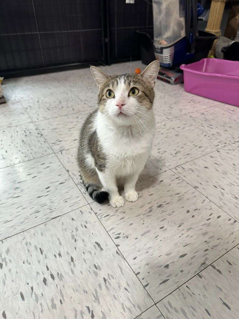 QUINCY - Domestic Short Hair available for adoption