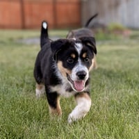 Gingersnap - Photo 4