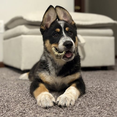 GINGERSNAP - German Shepherd Dog / Terrier available for adoption