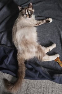 Stormy - Photo 4