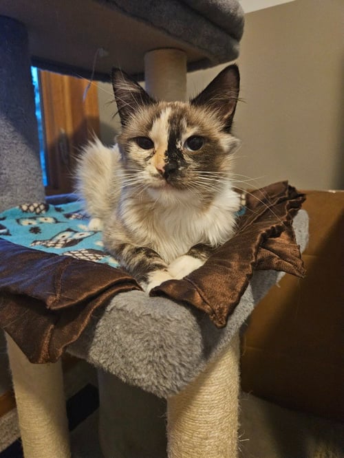 STORMY - Domestic Medium Hair available for adoption