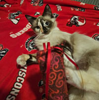 Stormy - Photo 3