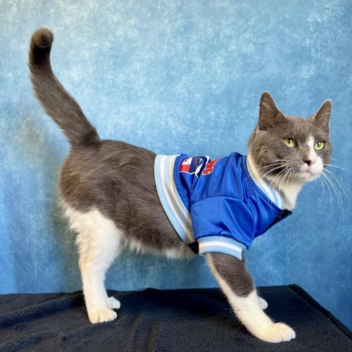 BUTTERMILK - Domestic Short Hair available for adoption