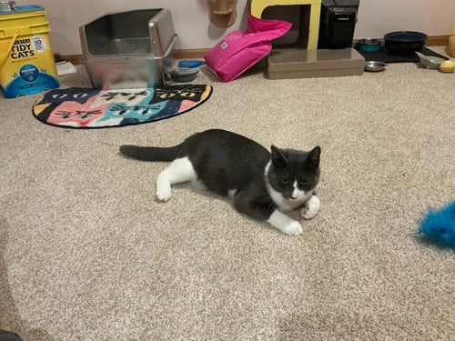 BUTTERMILK - Domestic Short Hair available for adoption
