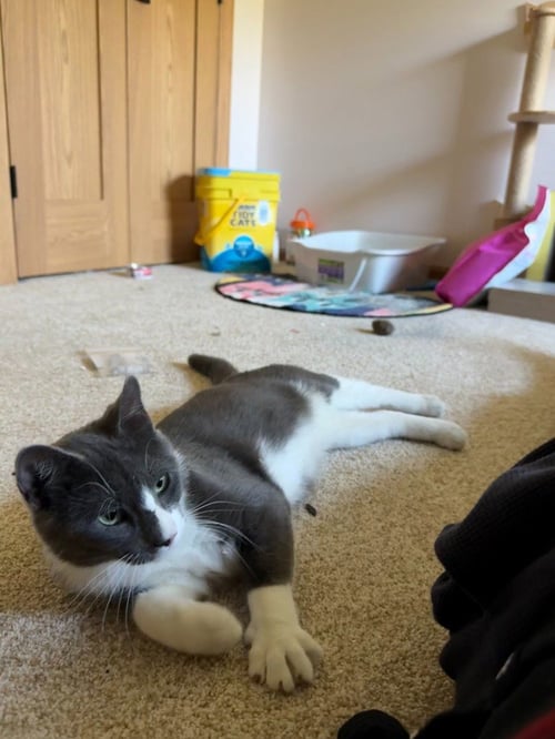 BUTTERMILK - Domestic Short Hair available for adoption