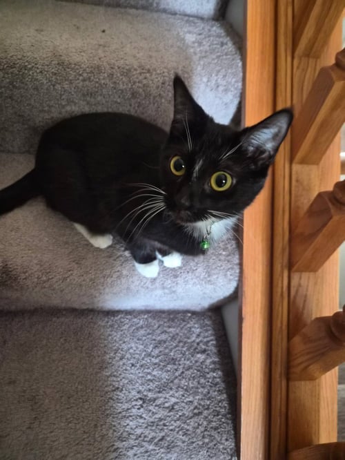 DOLLY - Domestic Short Hair available for adoption