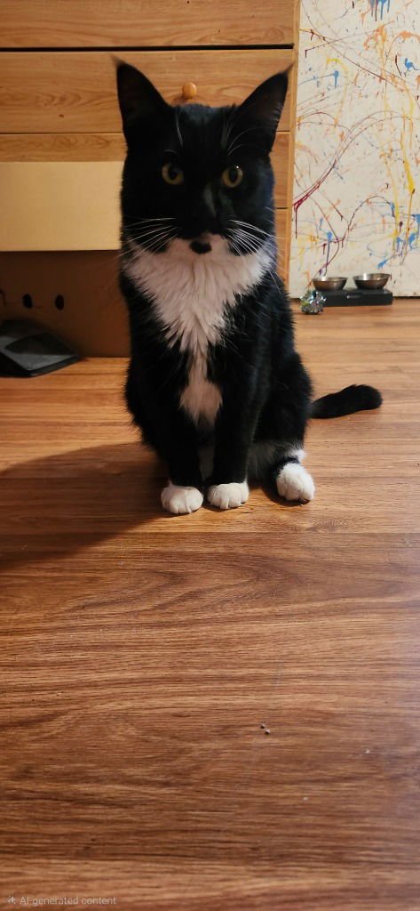 MR. PICKLES-NO LONGER ACCEPTING APPS - Domestic Short Hair available for adoption