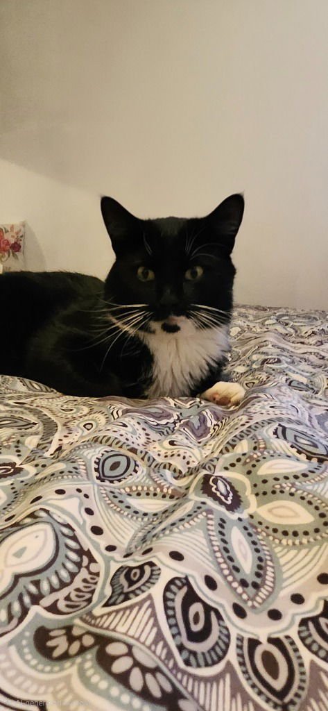 Mr. Pickles-No longer accepting apps - Photo 3