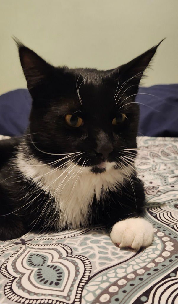 Mr. Pickles-No longer accepting apps - Photo 4