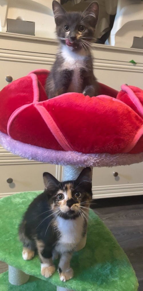 LARKSPUR / LILAC BLOOM - Domestic Short Hair available for adoption