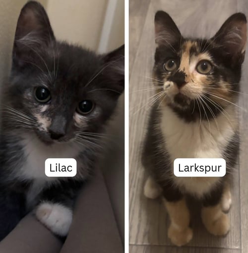 LARKSPUR / LILAC BLOOM - Domestic Short Hair available for adoption