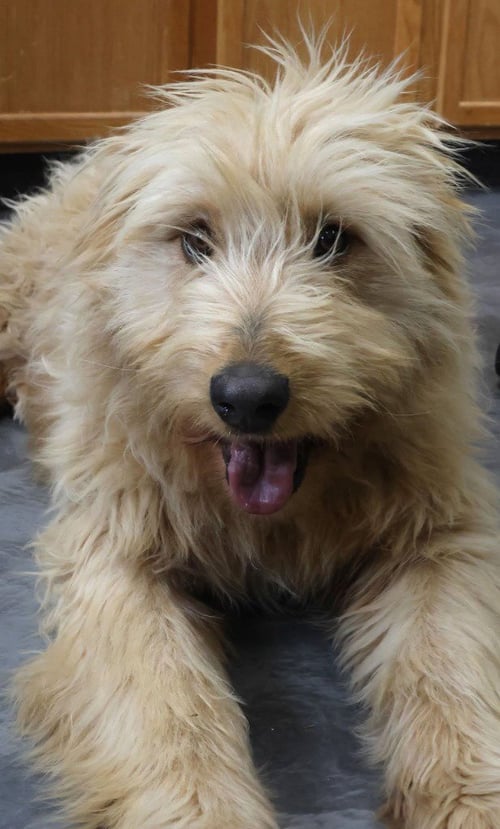 EINSTEIN - Terrier available for adoption