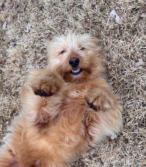 EINSTEIN - Terrier available for adoption