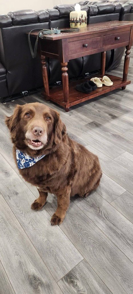 GRANDPA OLAF - Labrador Retriever / Newfoundland Dog available for adoption
