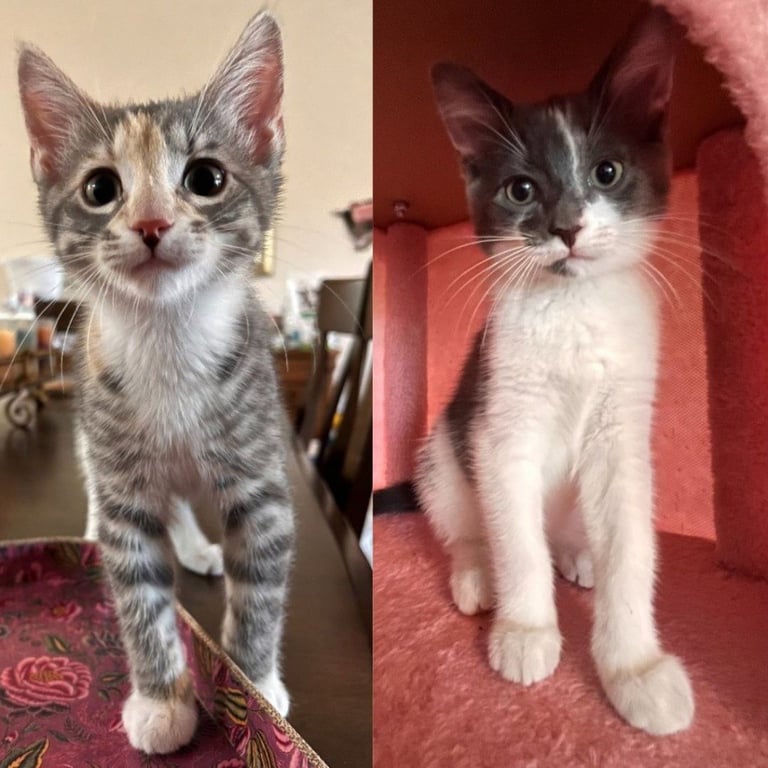 Aura- Pending Adoption / Dimples- Pending Adoption Image