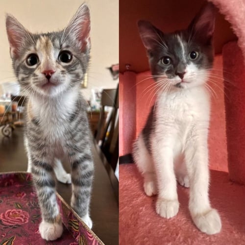 AURA- PENDING ADOPTION / DIMPLES- PENDING ADOPTION - Domestic Short Hair available for adoption