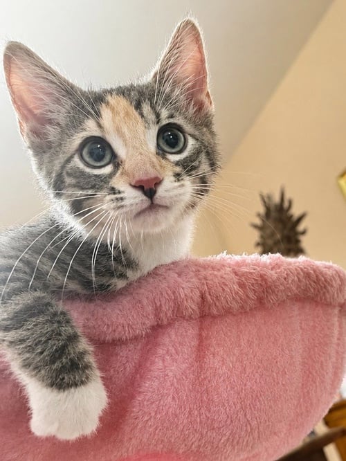 AURA- PENDING ADOPTION / DIMPLES- PENDING ADOPTION - Domestic Short Hair available for adoption