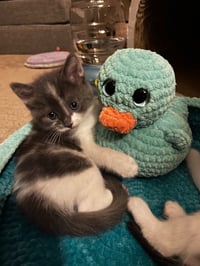 Aura- Pending Adoption / Dimples- Pending Adoption - Photo 4