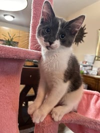 Aura- Pending Adoption / Dimples- Pending Adoption - Photo 3