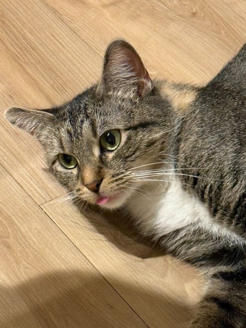 VIOLET BLOOM - Domestic Short Hair available for adoption