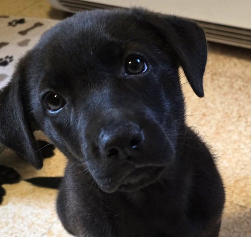 VERA - German Shepherd Dog / Terrier available for adoption