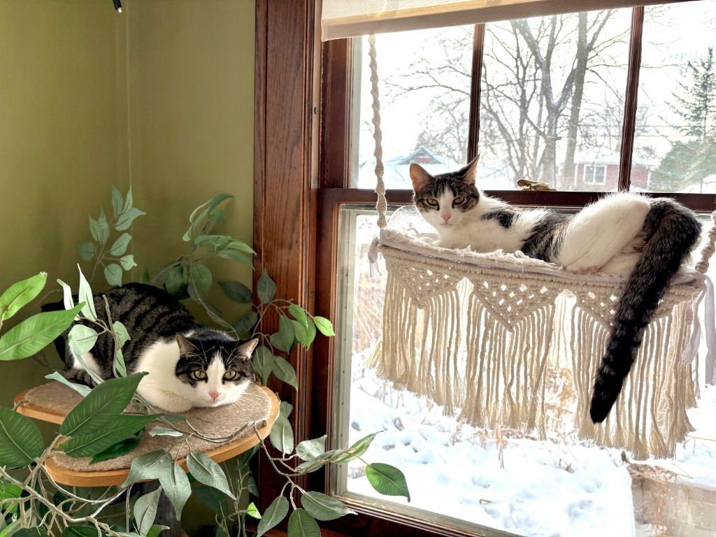 OBERON / TYBALT - Domestic Long Hair available for adoption