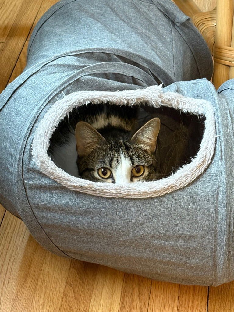 OBERON / TYBALT - Domestic Long Hair available for adoption