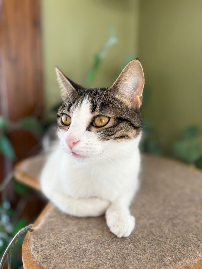 Oberon / Tybalt - Photo 3