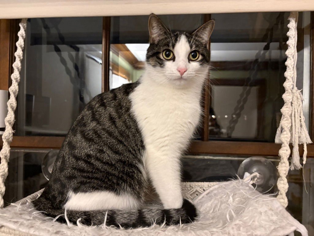 Oberon / Tybalt - Photo 4