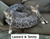 Tommy / Leonard - Photo 3