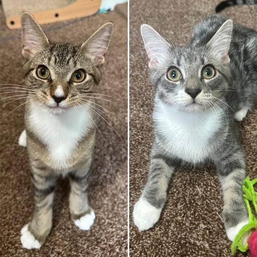 TOMMY / LEONARD - Domestic Short Hair available for adoption