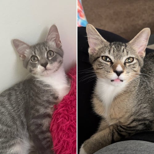 TOMMY / LEONARD - Domestic Short Hair available for adoption