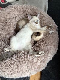 Cheese - No Longer Accepting Applications - Photo 1