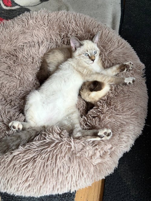 CHEESE - NO LONGER ACCEPTING APPLICATIONS - Domestic Short Hair available for adoption