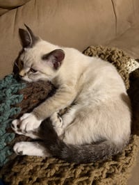 Cheese - No Longer Accepting Applications - Photo 3