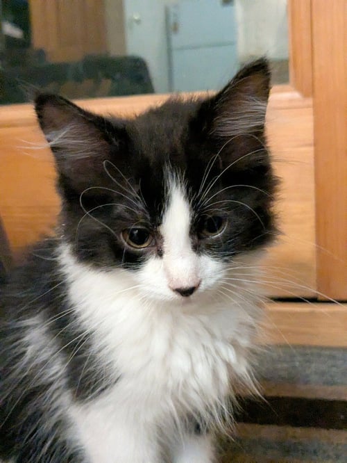 ZIG - NO LONGER ACCEPTING APPLICATIONS - Domestic Short Hair available for adoption