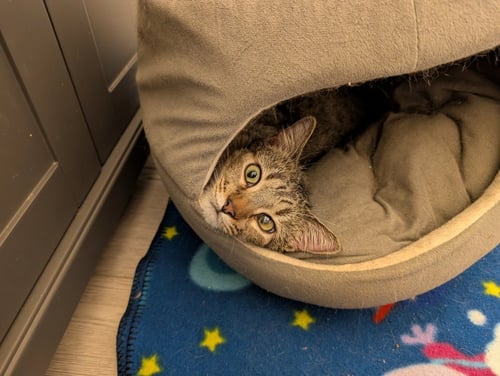ROBIN-PENDING ADOPTION - Domestic Short Hair for adoption in St. Paul