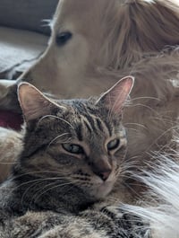 Robin-Pending Adoption - Photo 2
