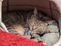 Robin-Pending Adoption - Photo 3