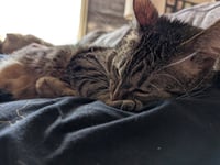 Robin-Pending Adoption - Photo 4