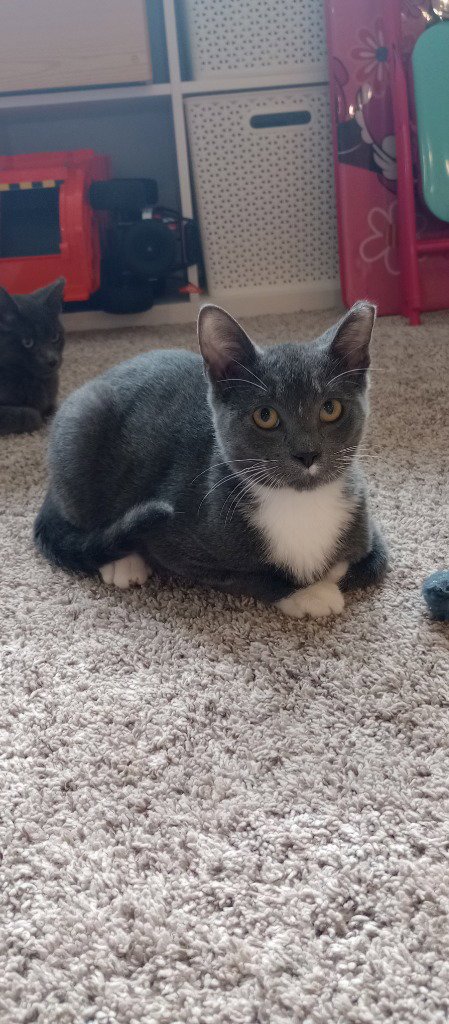 THOMAS O'MALLEY - Domestic Short Hair available for adoption