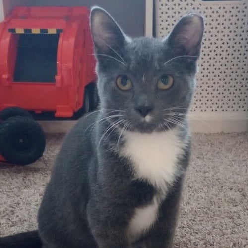 THOMAS O'MALLEY - Domestic Short Hair available for adoption