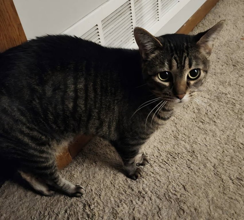 Tabitha Image